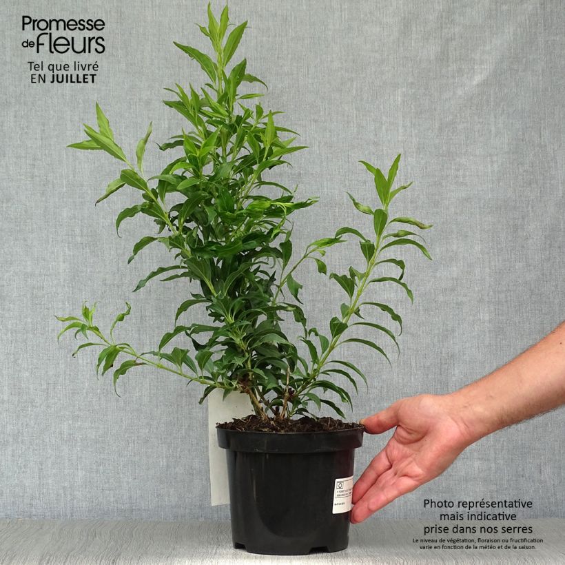 Ejemplar de Forsythia intermedia Mikador Maceta 2L/3L entregado en verano