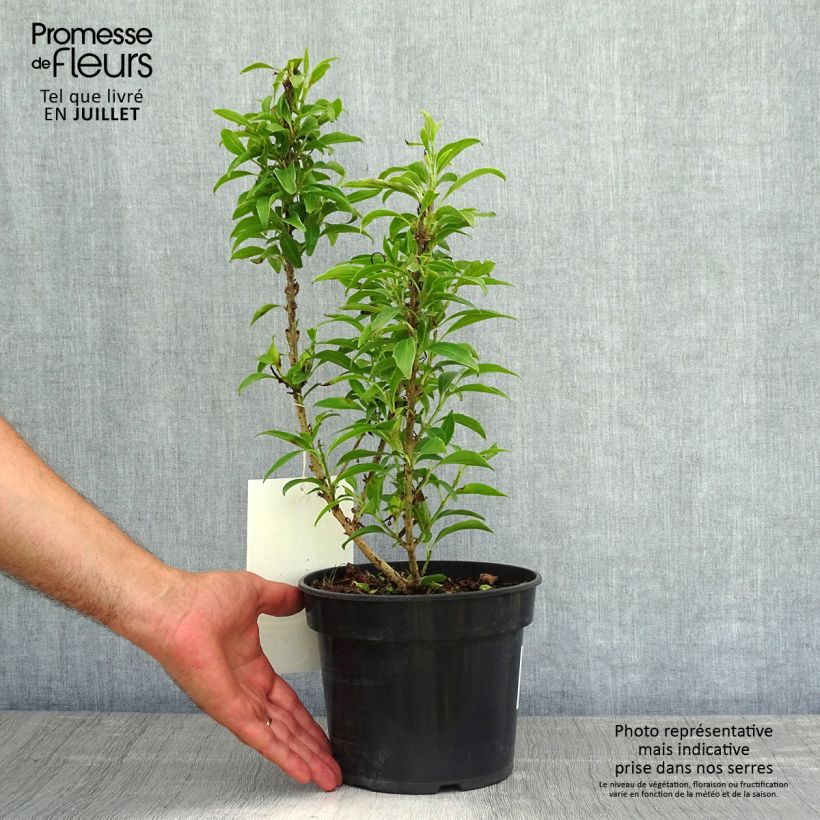 Ejemplar de Forsythia intermedia Nimbus Maceta 3L/4L entregado en verano