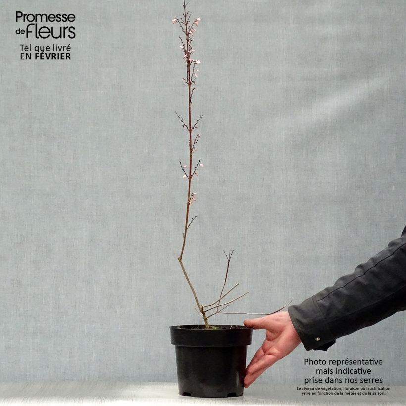 Abeliophyllum distichum - Forsitia blanca Maceta 2L/3L Ejemplar entregado en invierno