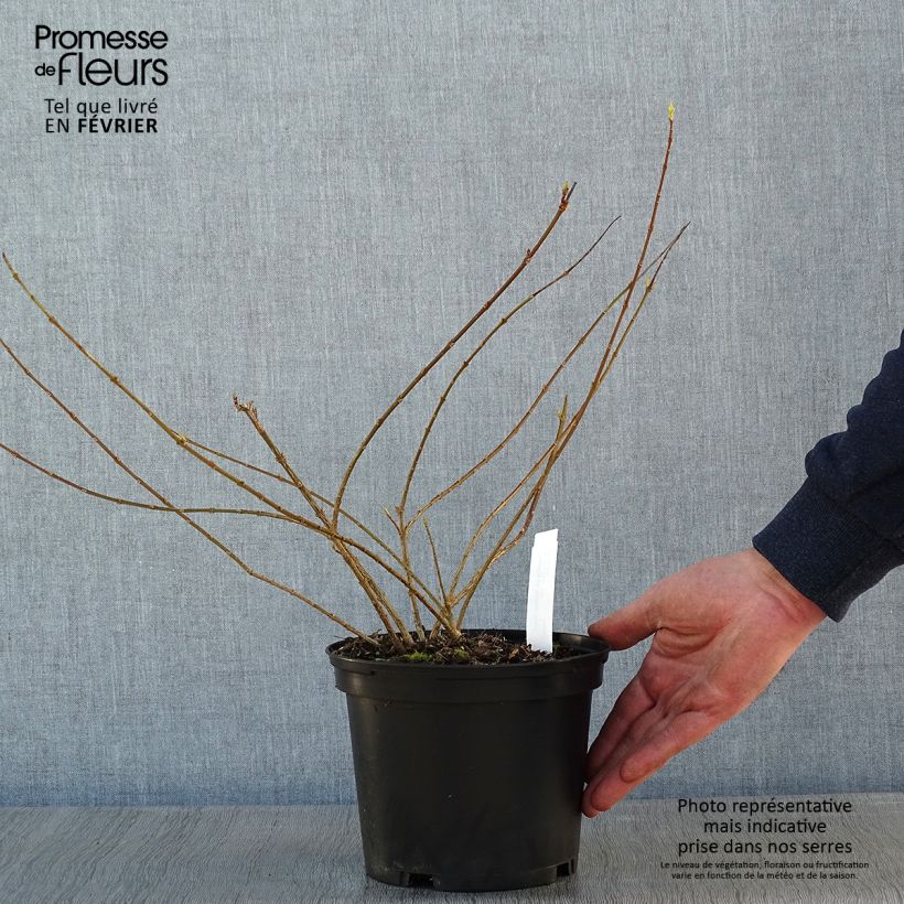 Forsythia intermedia Golden Times Maceta 3L/4L Ejemplar entregado en invierno