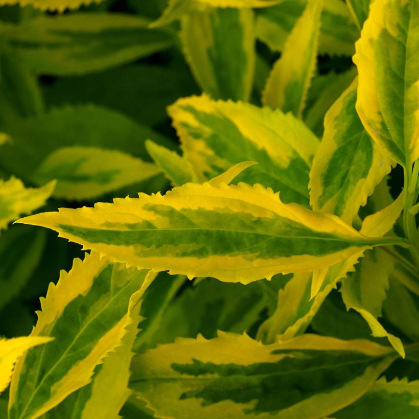 Forsythia intermedia Golden Times (Follaje)