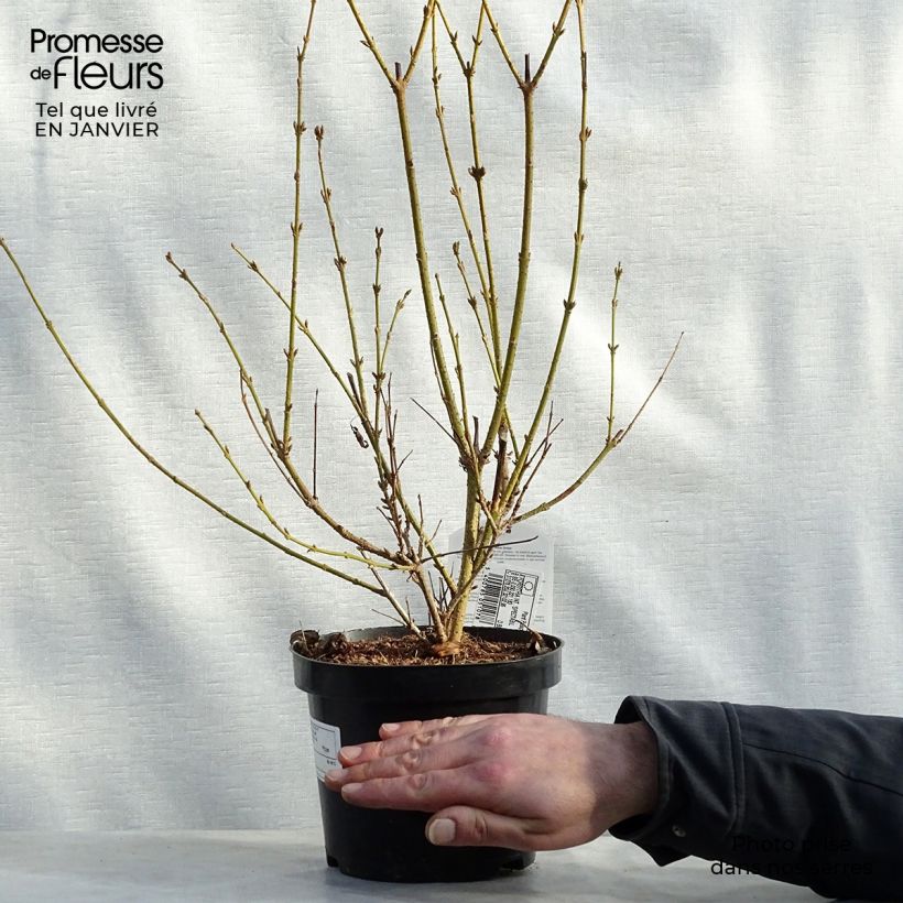 Forsythia intermedia Spectabilis Maceta 2L/3L Ejemplar entregado en invierno