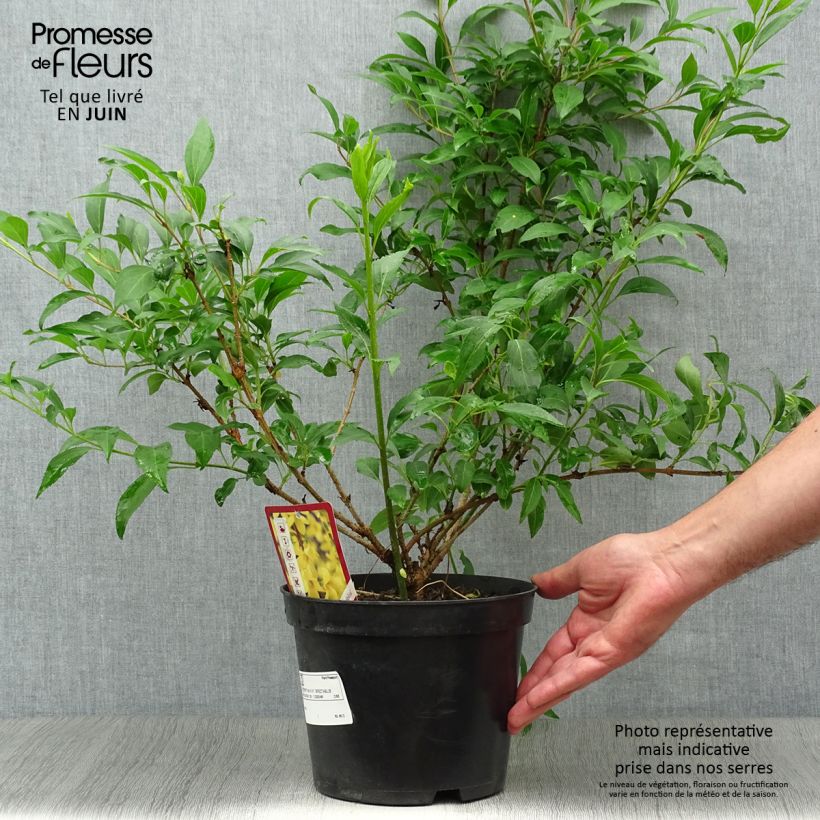 Ejemplar de Forsythia intermedia Spectabilis Maceta 2L/3L entregado en verano