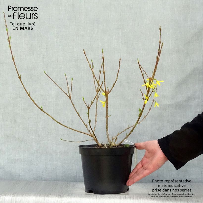 Forsythia intermedia Spectabilis Maceta 2L/3L Ejemplar entregado en la primavera