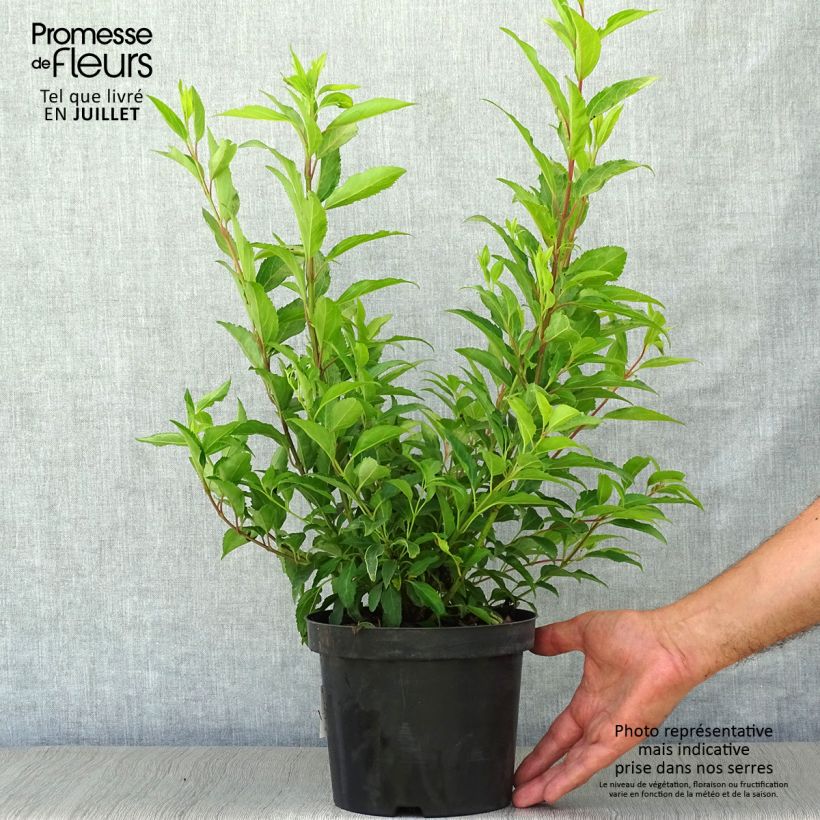 Ejemplar de Forsythia intermedia Week-end Maceta 2L/3L entregado en verano