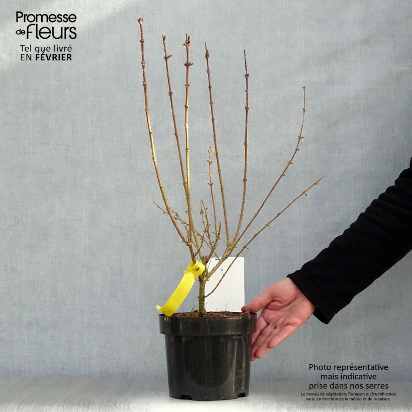 Forsythia intermedia Week-end Maceta 2L/3L Ejemplar entregado en invierno