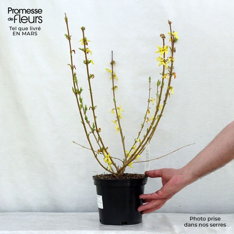 Forsythia intermedia Gold Rausch Maceta 2L/3L Ejemplar entregado en invierno