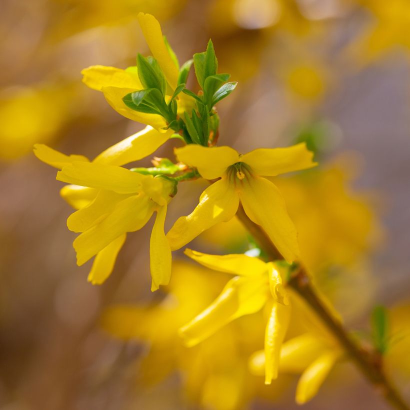 Forsythia intermedia Lynwood (Floración)