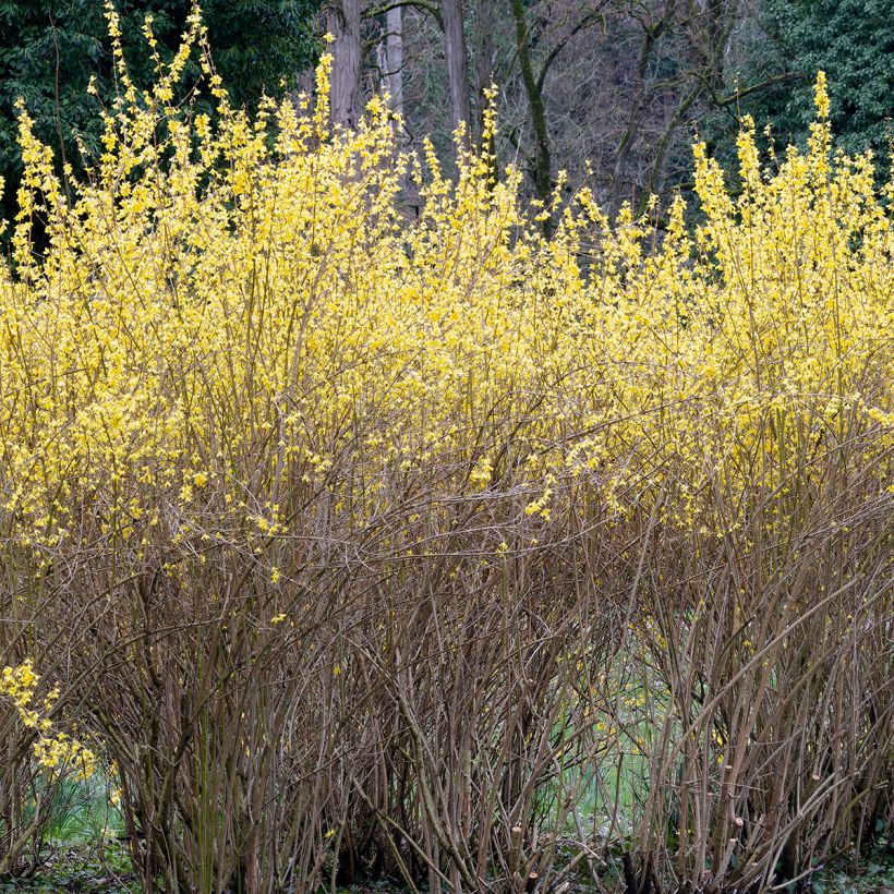 Forsythia intermedia Lynwood (Porte)