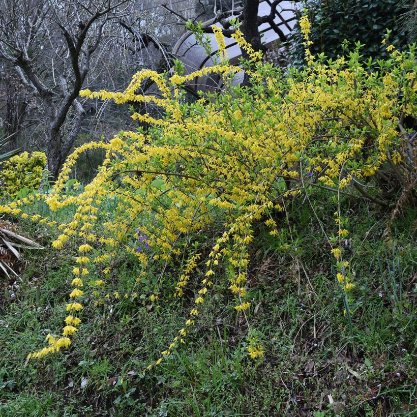 Forsythia suspensa Aurea (Porte)