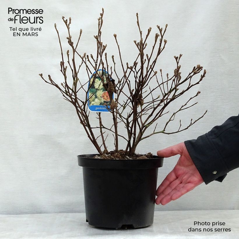 Fothergilla gardenii Maceta 3L/4L Ejemplar entregado en la primavera