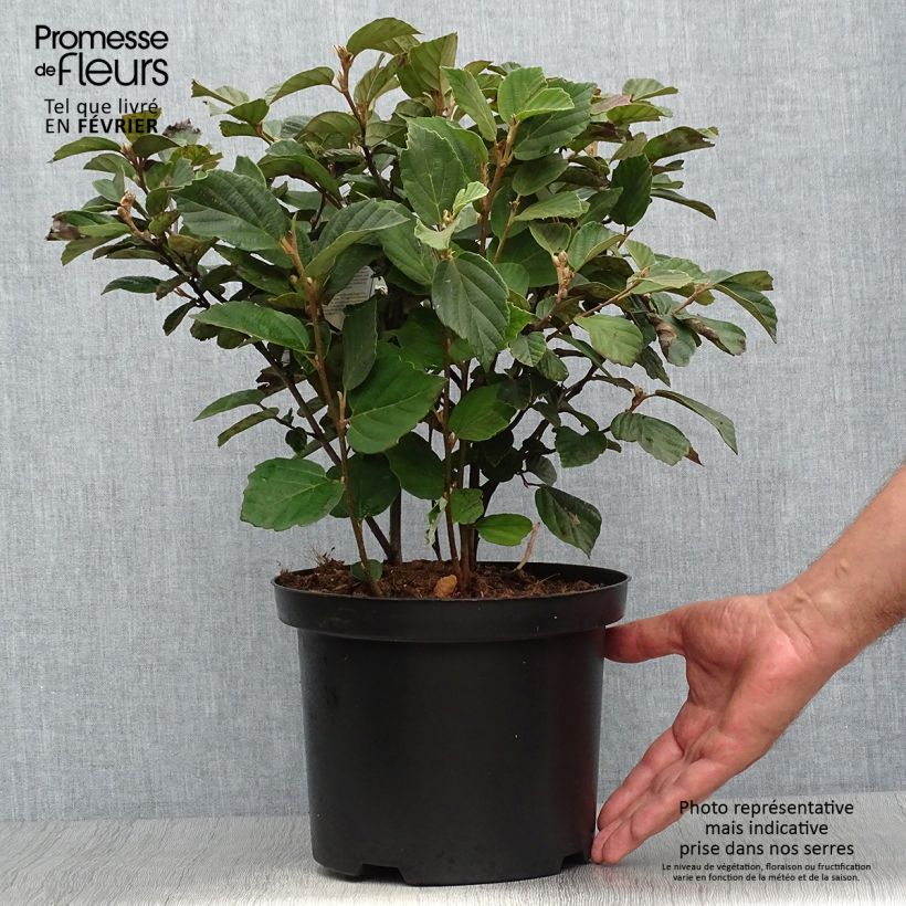 Ejemplar de Fothergilla gardenii Maceta 3L/4L entregado en otoño
