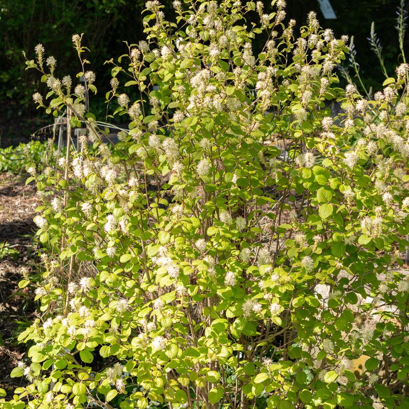 Fothergilla gardenii (Porte)