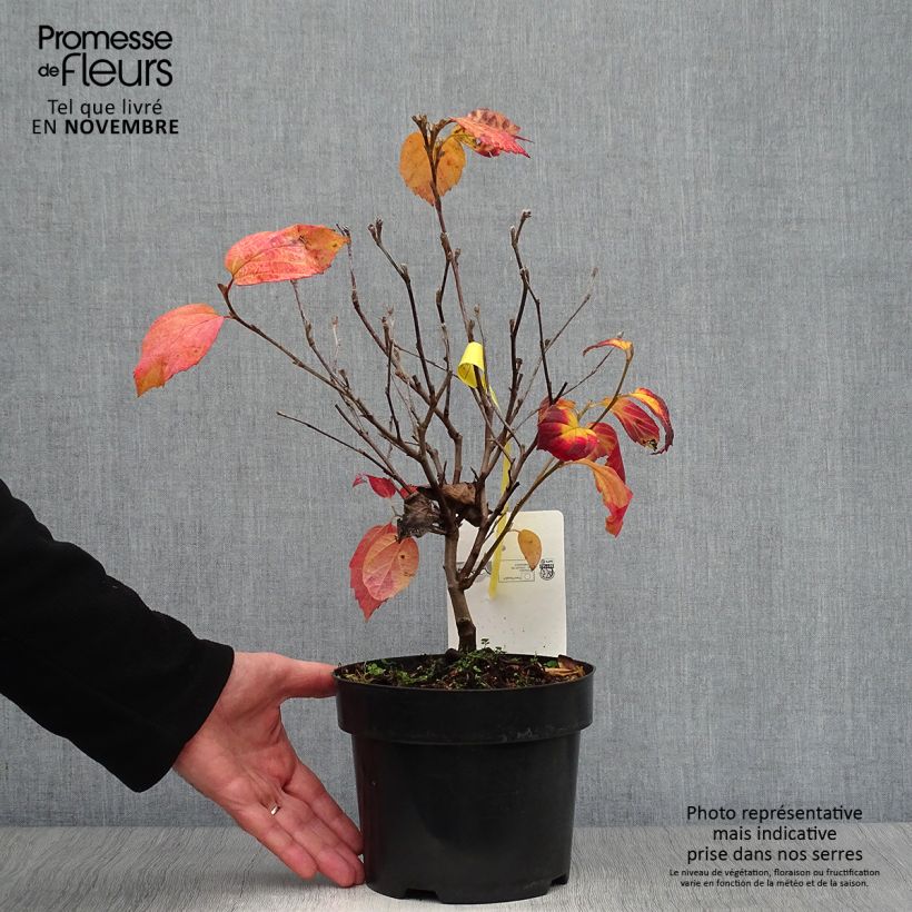 Ejemplar de Fothergilla intermedia Blue Shadow Maceta 3L/4L entregado en otoño
