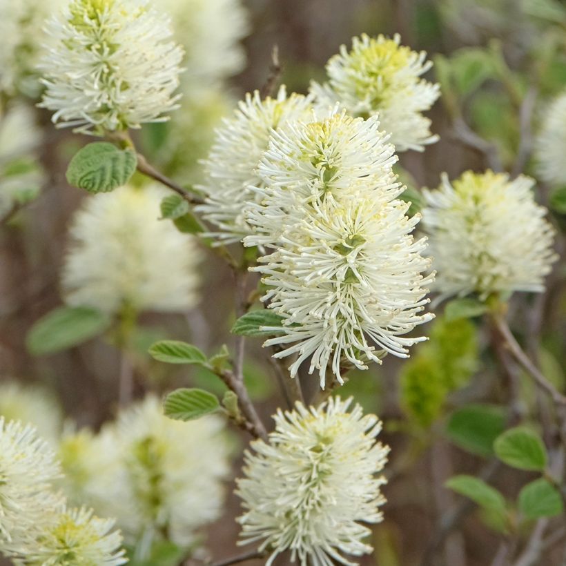 Fothergilla intermedia Blue Shadow (Floración)