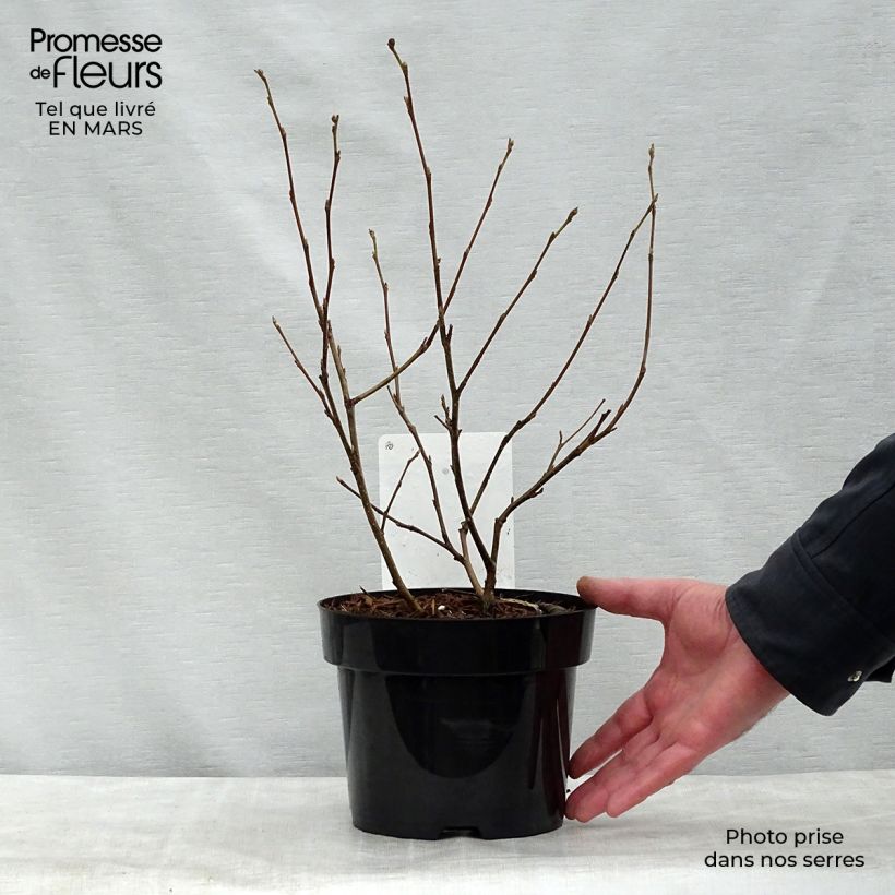 Fothergilla major Maceta 3L/4L Ejemplar entregado en la primavera