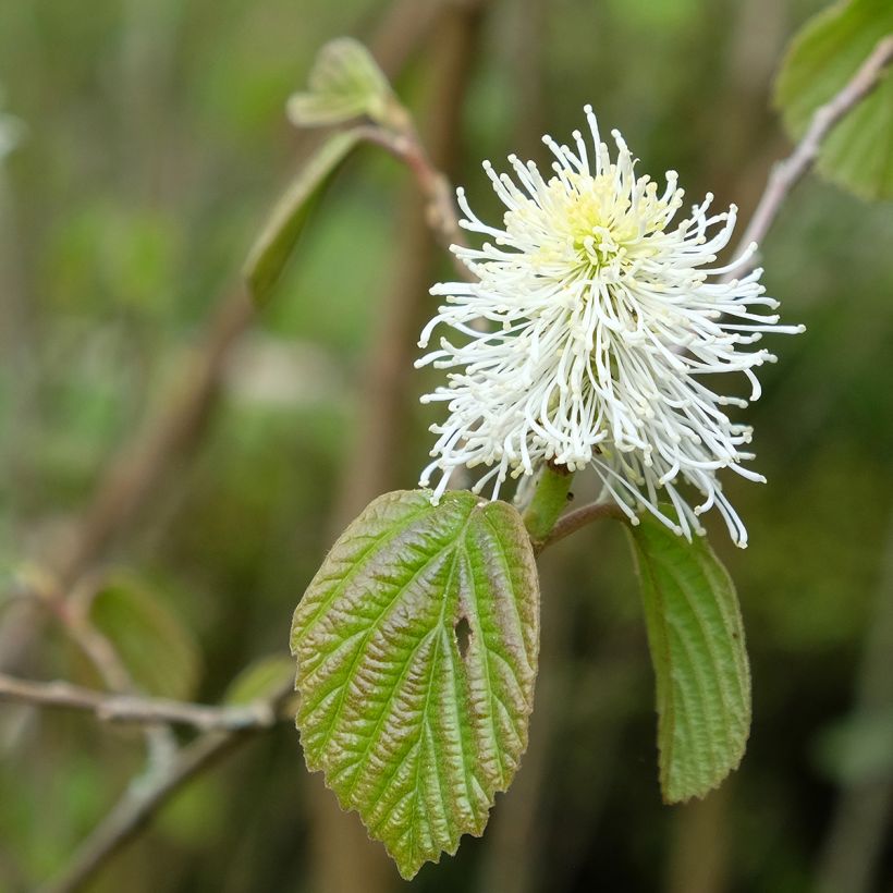 Fothergilla major (Floración)