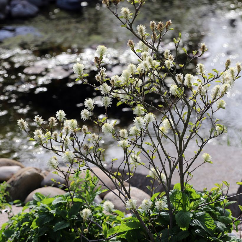 Fothergilla major (Porte)