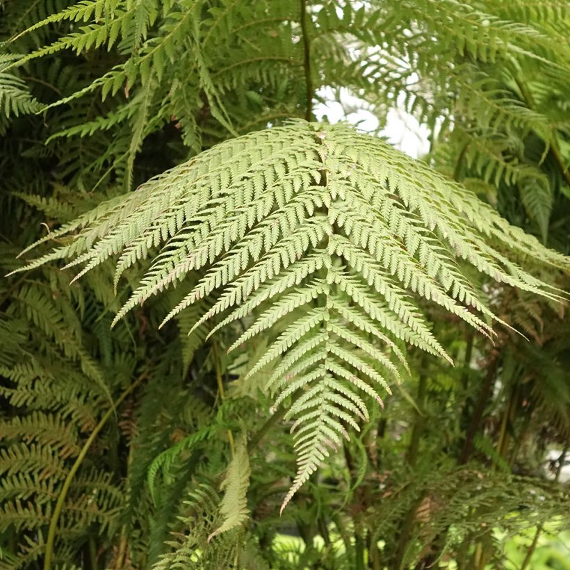 Dicksonia antarctica - Helecho arborescente (Follaje)