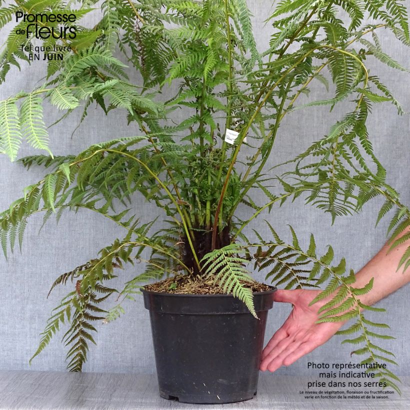 Ejemplar de Dicksonia antarctica - Helecho arborescente Maceta 4L/5L, Tallo alto entregado en verano