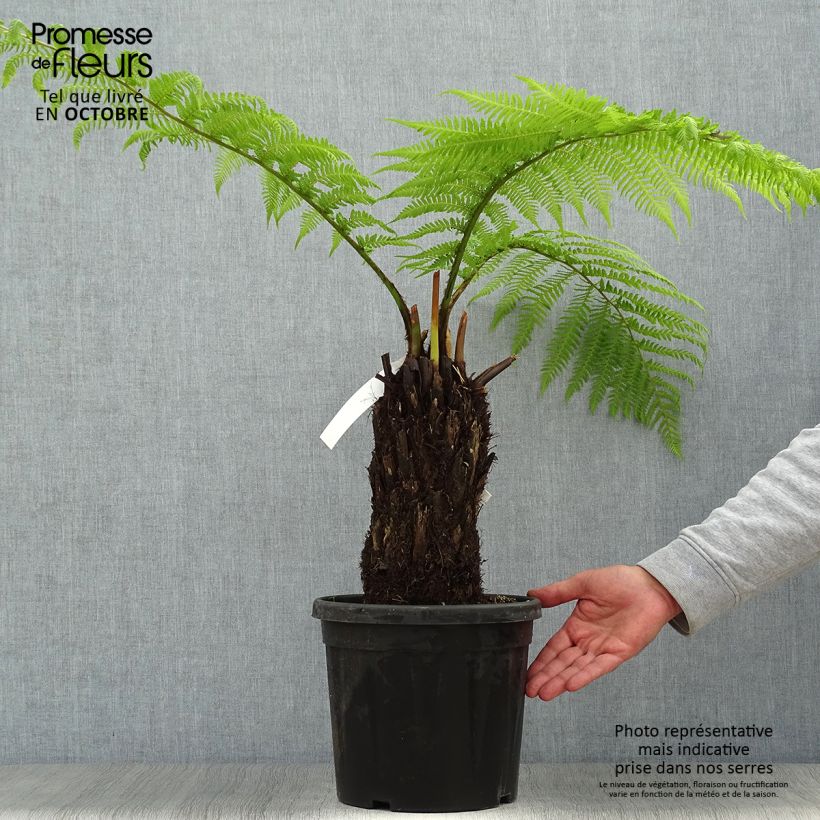 Ejemplar de Dicksonia antarctica - Helecho arborescente Maceta 4L/5L entregado en otoño