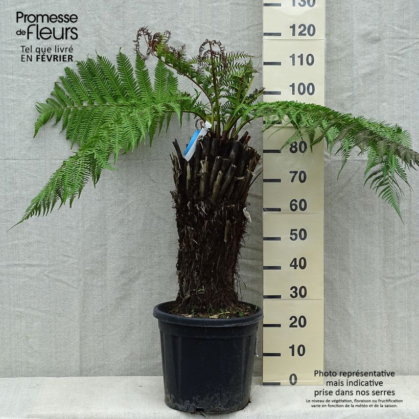 Dicksonia antarctica - Helecho arborescente Maceta 18L/20L Ejemplar entregado en invierno