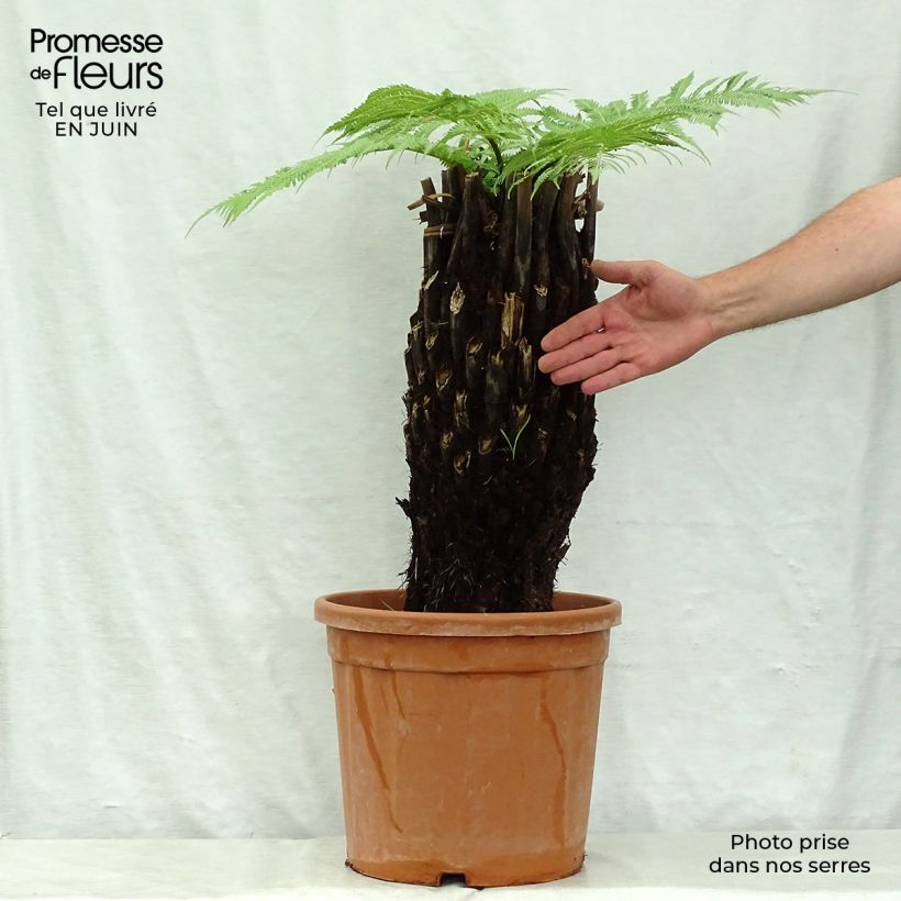Ejemplar de Dicksonia antarctica - Helecho arborescente Maceta 18L/20L, Tallo alto entregado en verano