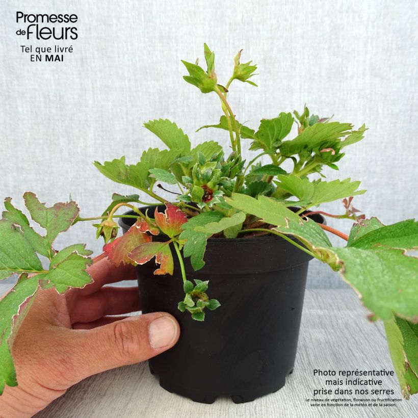 Fresa Pink Marathon Maceta 1,5L/2L Ejemplar entregado en la primavera