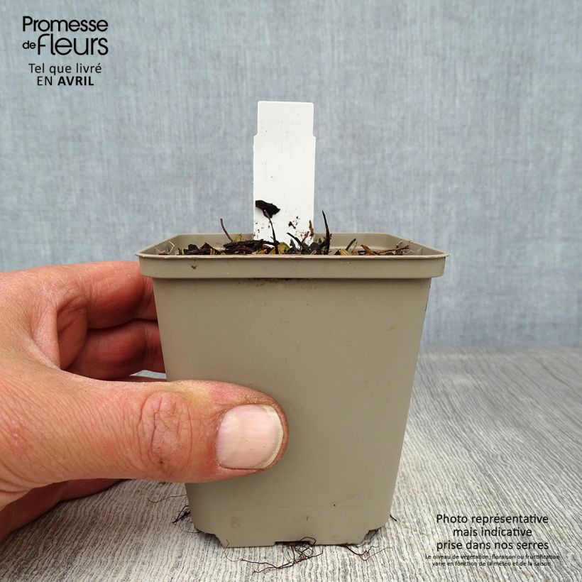 Fresa Alexandria Maceta de 8/9 cm Ejemplar entregado en la primavera