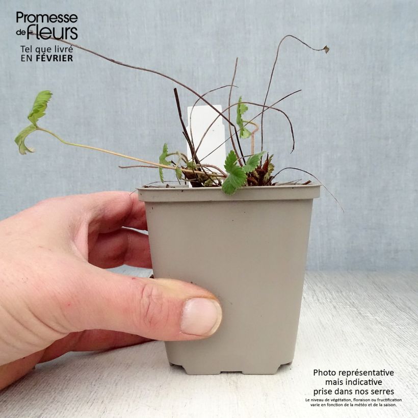 Fresa salvaje - Fragaria vesca Maceta de 8/9 cm Ejemplar entregado en invierno