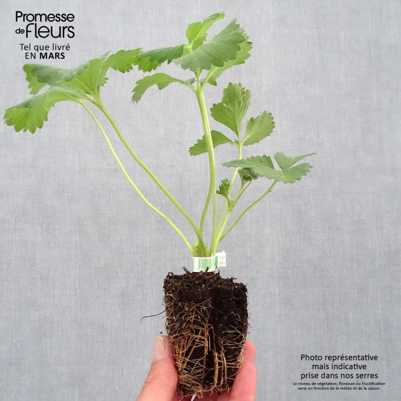 Fresa Anaïs Bio cepellón de 5 cm x 7 cm Ejemplar entregado en la primavera