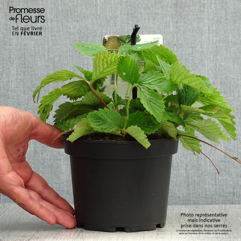 Ejemplar de Fresa almizcle - Fragaria moschata Maceta 1,5L/2L entregado en otoño