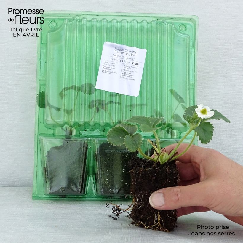 Fresa Charlotte Bio cepellón de 5 cm x 7 cm Ejemplar entregado en la primavera