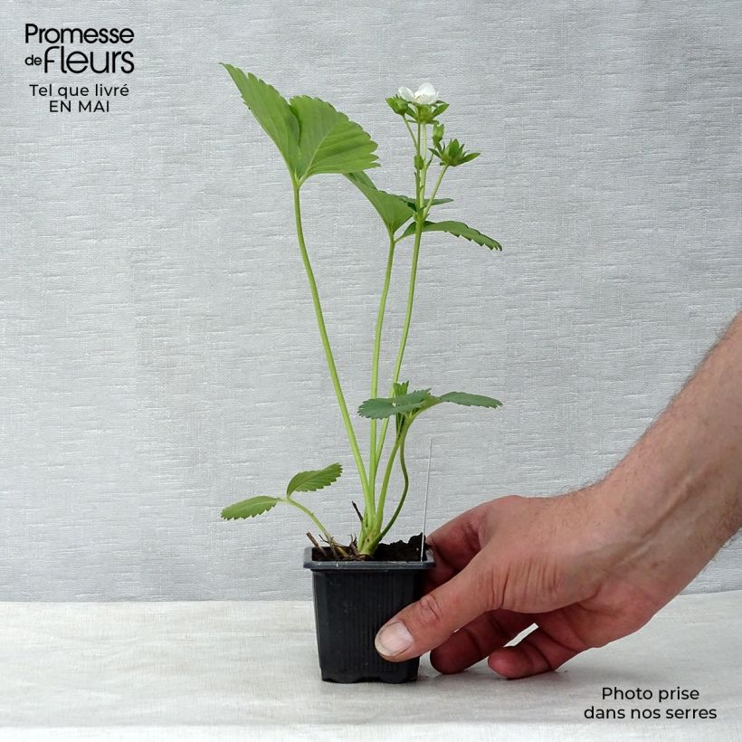 Fresa Charlotte Maceta de 7/8 cm Ejemplar entregado en la primavera