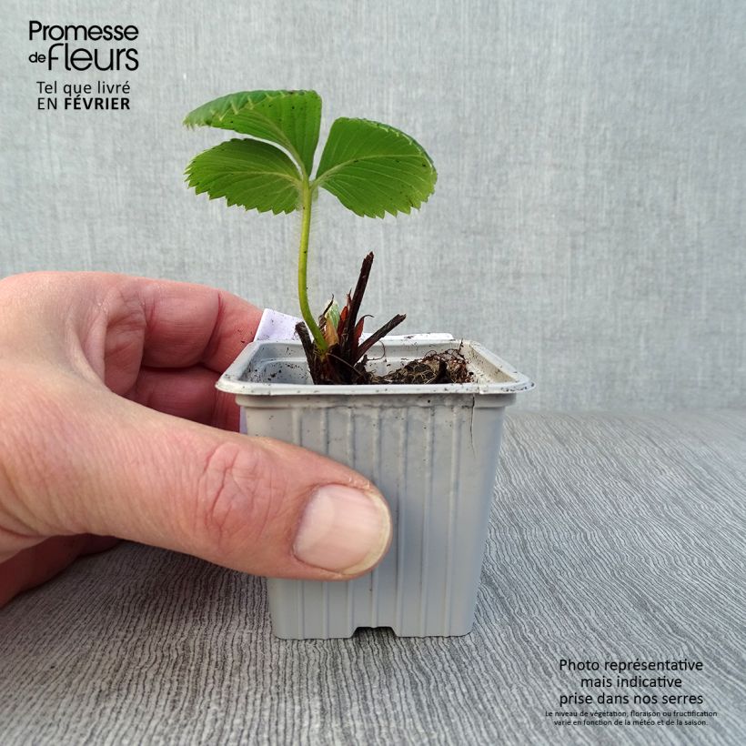 Fresa Ciflorette Maceta de 7/8 cm Ejemplar entregado en invierno