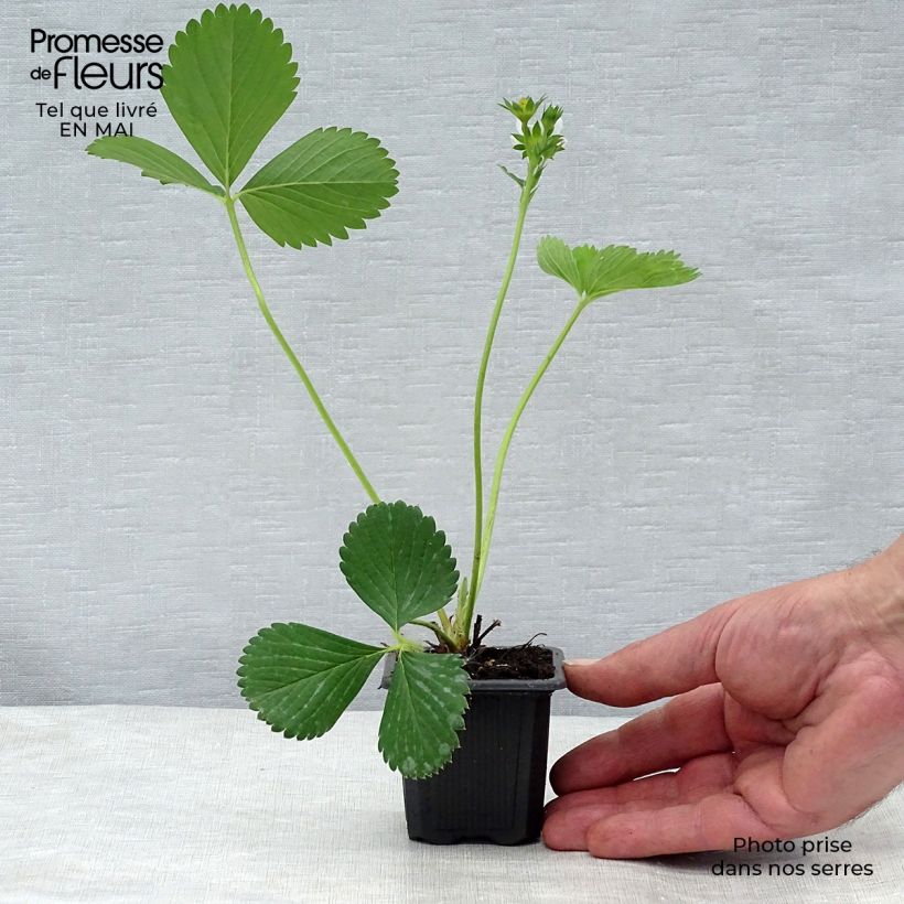 Fresa Ciflorette Maceta de 7/8 cm Ejemplar entregado en la primavera