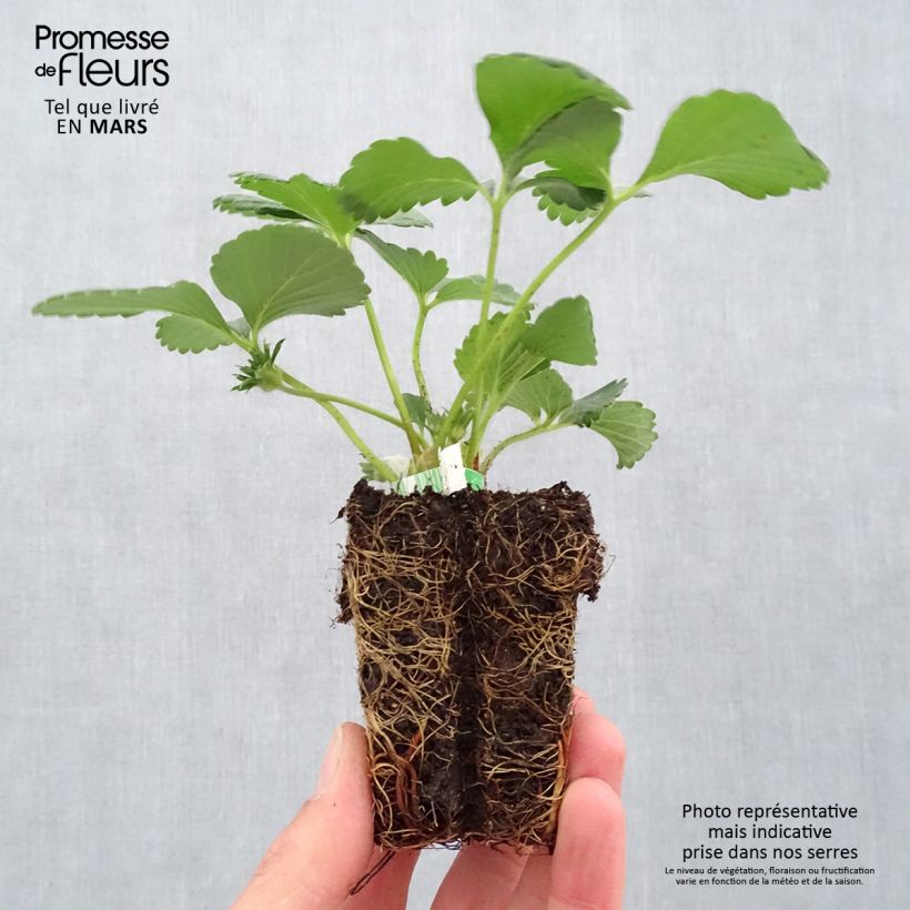 Fresa Cijosée Bio cepellón de 5 cm x 7 cm Ejemplar entregado en la primavera