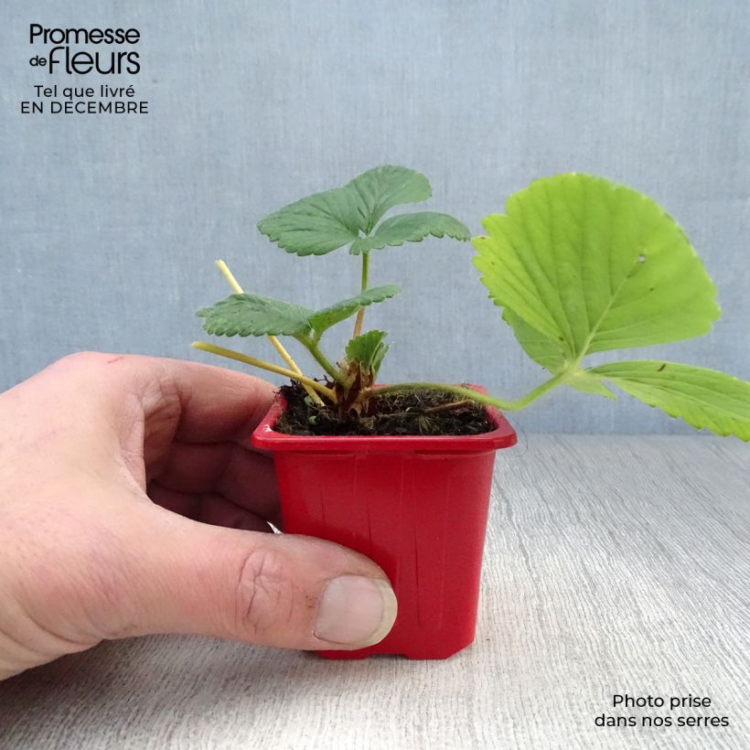 Fresa Cijosée Maceta de 7/8 cm Ejemplar entregado en invierno