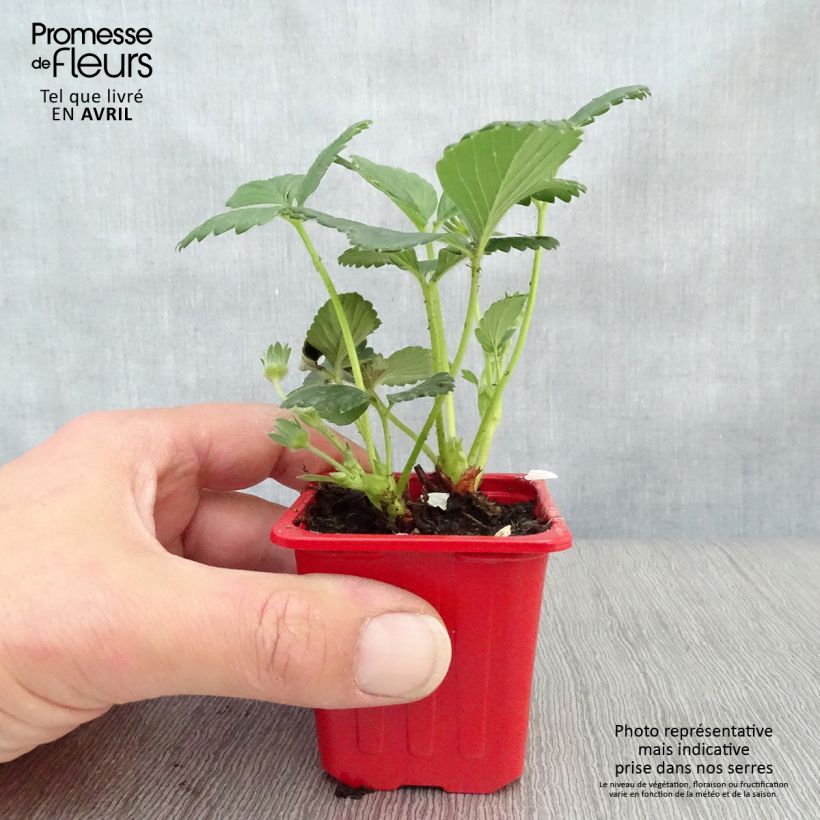 Fresa Cijosée Maceta de 7/8 cm Ejemplar entregado en la primavera