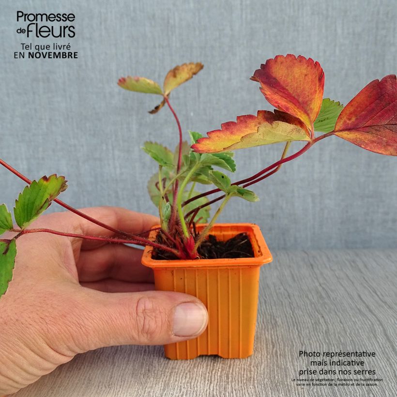 Ejemplar de Fresa Cirafine Maceta de 7/8 cm entregado en otoño