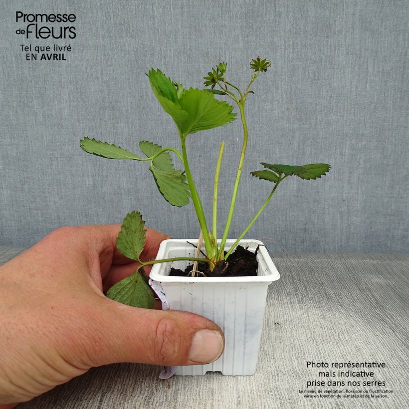 Fresa Cirano Maceta de 7/8 cm Ejemplar entregado en la primavera