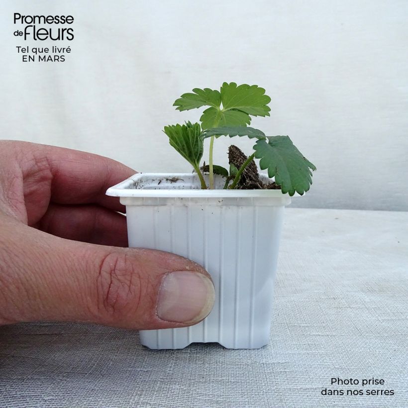 Fresa Cirano Maceta de 7/8 cm Ejemplar entregado en invierno