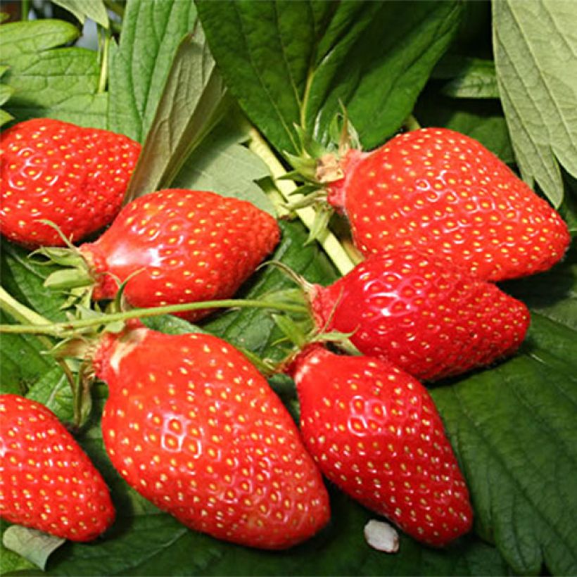 Fresa Gariguette (Cosecha)