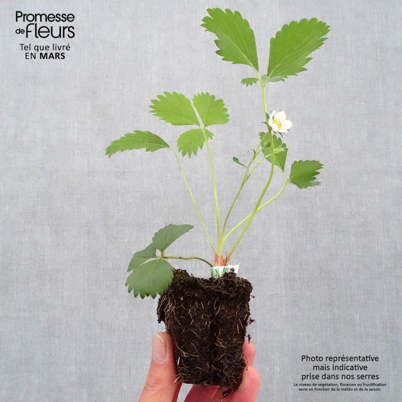 Fresa Gariguette Bio cepellón de 5 cm x 7 cm Ejemplar entregado en la primavera