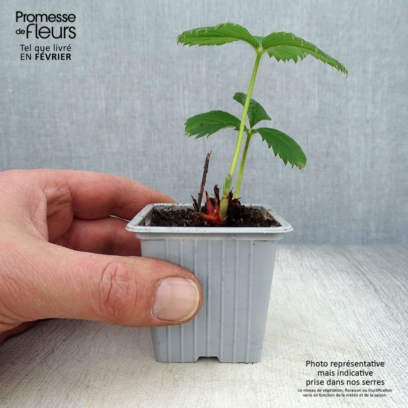 Fresa Gariguette Maceta de 7/8 cm Ejemplar entregado en invierno