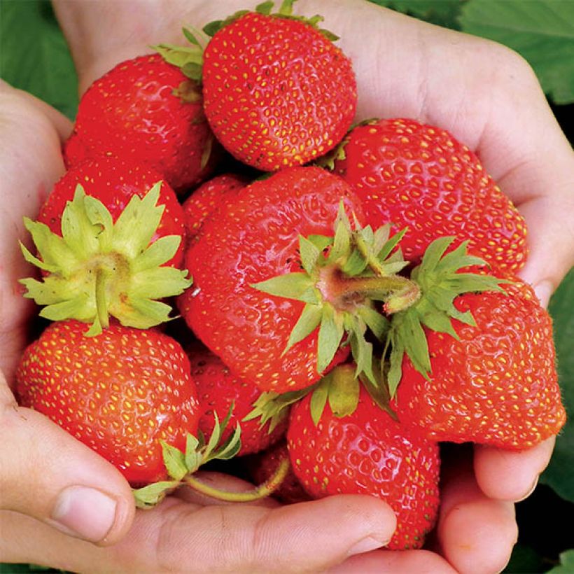 Fresa Magnum (Cosecha)