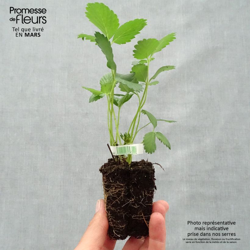 Fresa Mara des Bois Bio cepellón de 5 cm x 7 cm Ejemplar entregado en la primavera