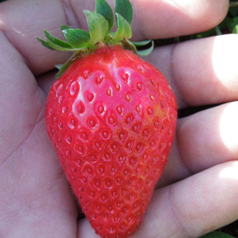 Fresa Mariguette (Cosecha)