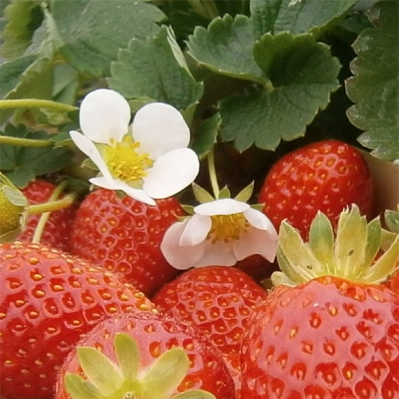 Fresa Mariguette (Floración)