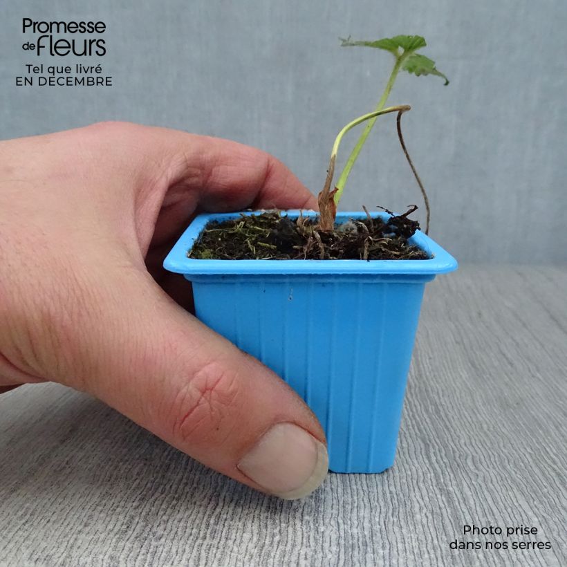 Fresa Mariguette Maceta de 7/8 cm Ejemplar entregado en invierno